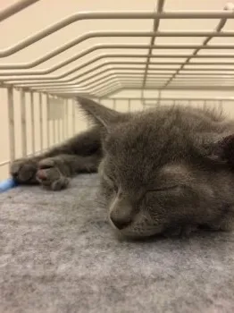 ハビタツ 様のお迎えした子猫