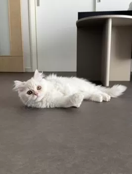 かに 様のお迎えした子猫