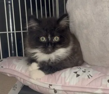 K.S 様のお迎えした子猫