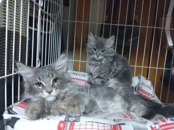 R.A 様のお迎えした子猫