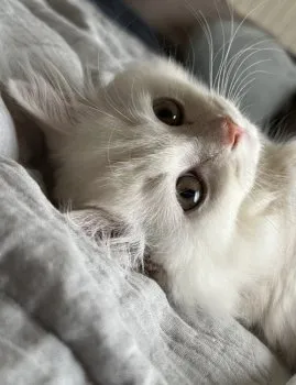 M.T 様のお迎えした子猫