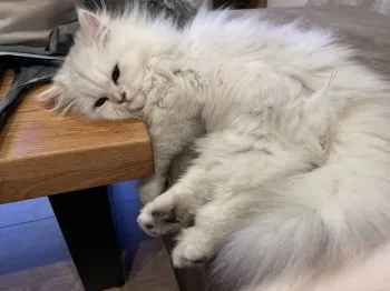 やっちゃん 様のお迎えした子猫