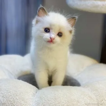 にし 様のお迎えした子猫