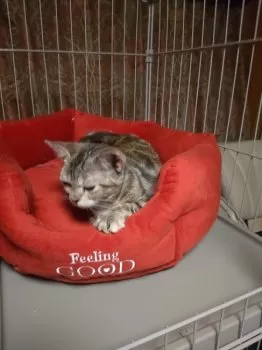 Noah 様のお迎えした子猫