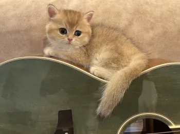 Barry 様のお迎えした子猫
