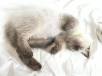 中トロ 様のお迎えした子猫