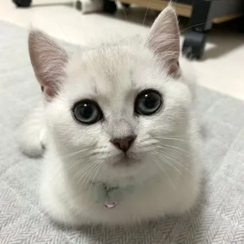 ちぃ 様のお迎えした子猫