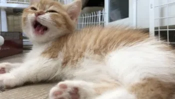 くすのき 様のお迎えした子猫