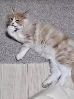 J.M 様のお迎えした子猫