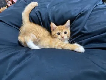 咲花 様のお迎えした子猫