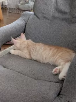 どんぐり 様のお迎えした子猫