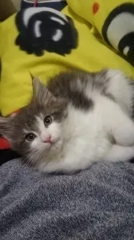 ユージ 様のお迎えした子猫