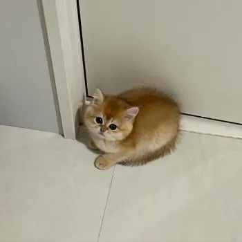 AM 様のお迎えした子猫