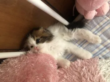 yoree 様のお迎えした子猫