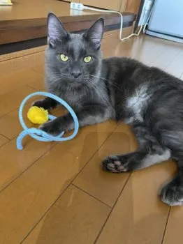 K.W 様のお迎えした子猫