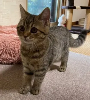 IKU 様のお迎えした子猫