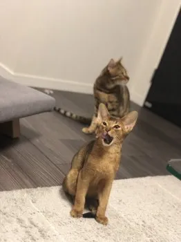 A.K 様のお迎えした子猫