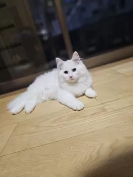 M.H 様のお迎えした子猫