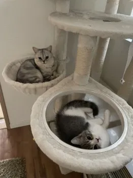 R.H 様のお迎えした子猫