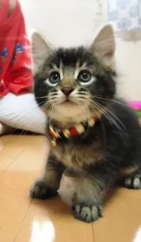 みーちゃん 様のお迎えした子猫