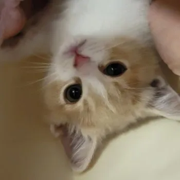 秋うさ 様のお迎えした子猫