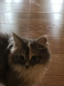 シュミ 様のお迎えした子猫