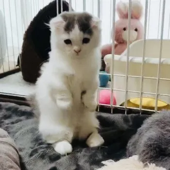みい 様のお迎えした子猫
