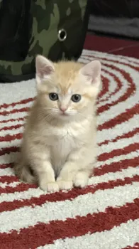 のらさく 様のお迎えした子猫