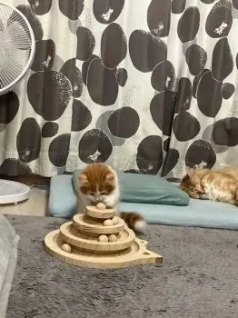 あくび 様のお迎えした子猫