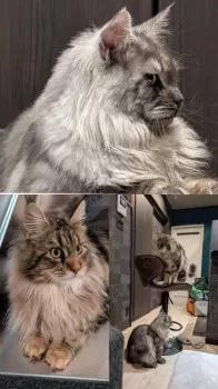 KAZA 様のお迎えした子猫
