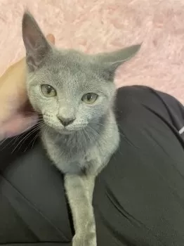 れい 様のお迎えした子猫