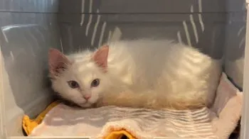 Y.H 様のお迎えした子猫