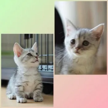 もんきち 様のお迎えした子猫