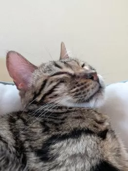 H.T 様のお迎えした子猫