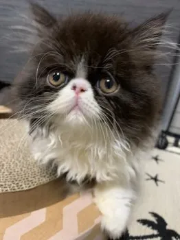 youu 様のお迎えした子猫