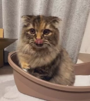 なせ 様のお迎えした子猫