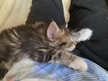 A.T 様のお迎えした子猫