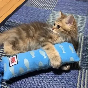 O 様のお迎えした子猫