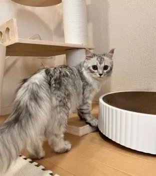 M.K 様のお迎えした子猫