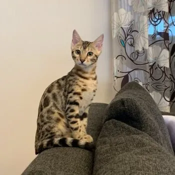 ゆきにゃん 様のお迎えした子猫