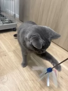 R.Ｉ 様のお迎えした子猫