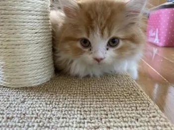 はぎさん 様のお迎えした子猫