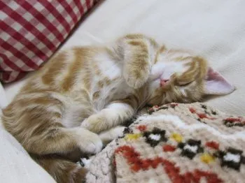 グリコ＆ハル 様のお迎えした子猫