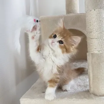 すずママ 様のお迎えした子猫