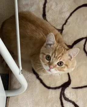 ひー 様のお迎えした子猫