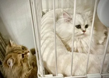 ますみ 様のお迎えした子猫