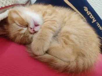 のんさん 様のお迎えした子猫