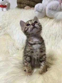 iku 様のお迎えした子猫