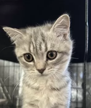 S.Ｉ 様のお迎えした子猫