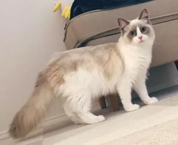 T.S 様のお迎えした子猫